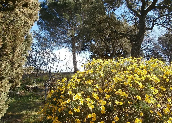بيت ضيافة La Maison Des Oliviers